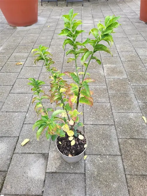 Euonymus europaeus coloris rouge – 3 L