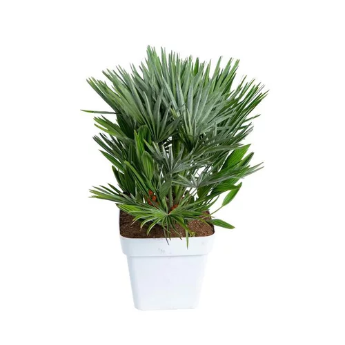 Chamaerops Humilis Vulcano ou Palmier nain en pot de 7 L