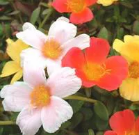 Pourpier à fleurs simples ou Portulaca. Le pot de 1 litre