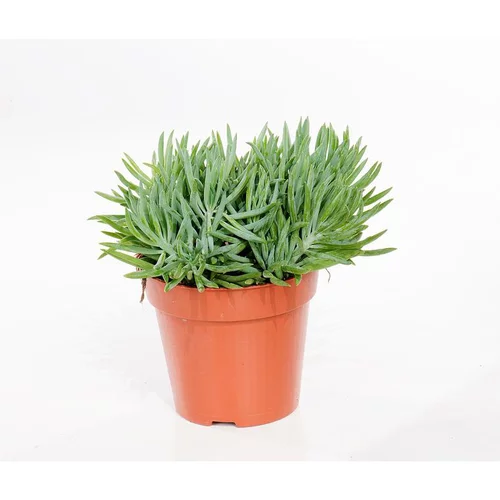 Senecio kilimanjaro 20 cm. Le pot de 12 cm