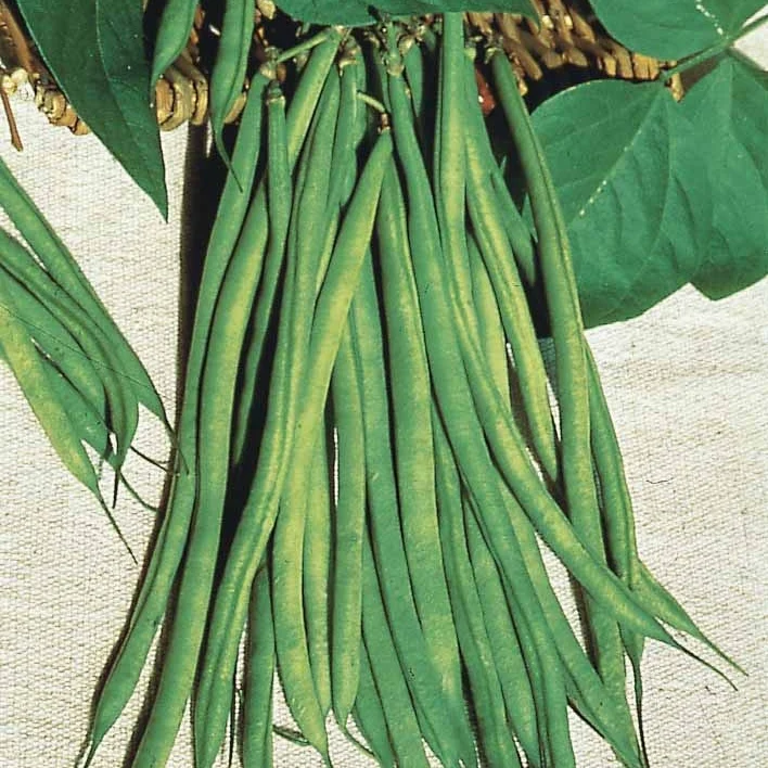 Haricot nain Fin de Bagnols Phaseolus vulgaris fin de bagnols