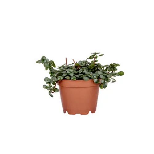 Pilea Glauca Greyzy en pot Ø 6 cm