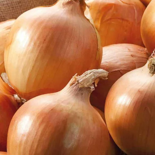 Oignon Jaune Cenol Bio. La barquette de 12 plants