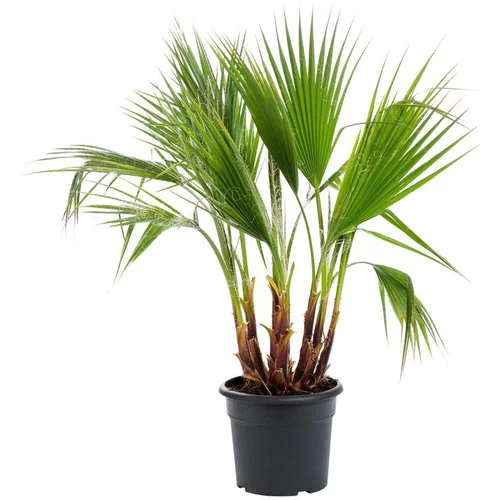 Palmier Washingtonia 3 troncs en pot de 10 L