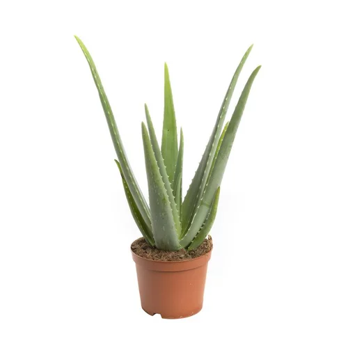 Aloe vera bio en pot Ø 18 cm