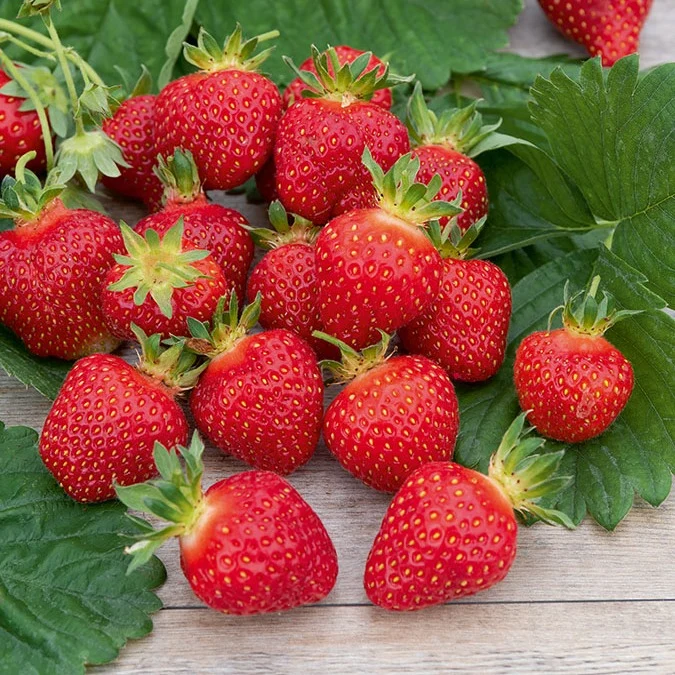 Fraisier Rubis des jardins Fragaria x ananassa 'Rubis Des Jardins'