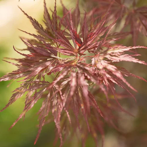 Érable du Japon Dissectum Tamukeyama rouge. Le pot de 16 litres, forme 1/4 tige