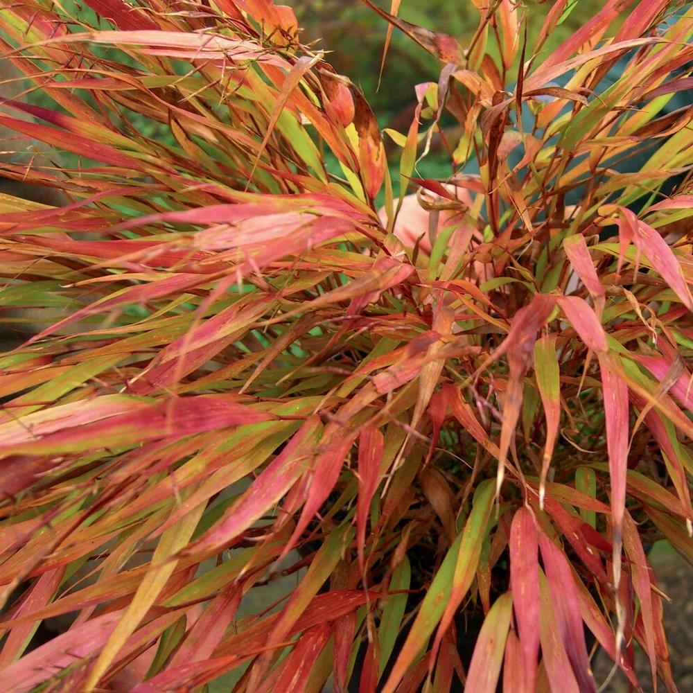 Herbe du Japon Nicolas Hakonechloa macra Nicolas