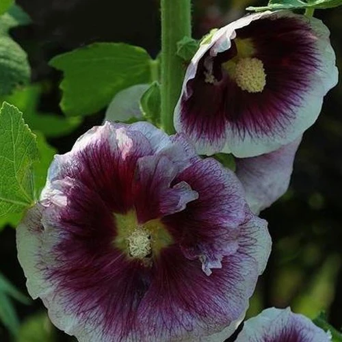 Rose trémière Crème de Cassis Alcea rosea crème de cassis