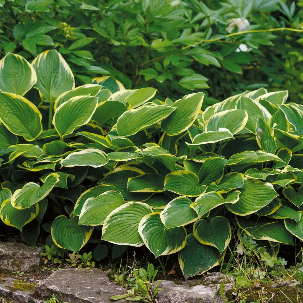 Hosta Aureomarginata Hosta aureomarginata