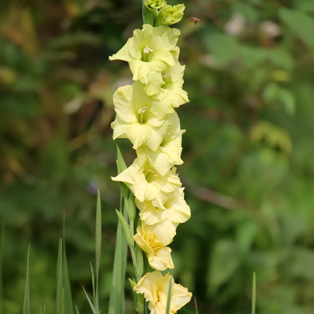 25 Glaïeuls Dingadong Gladiolus Dingadong