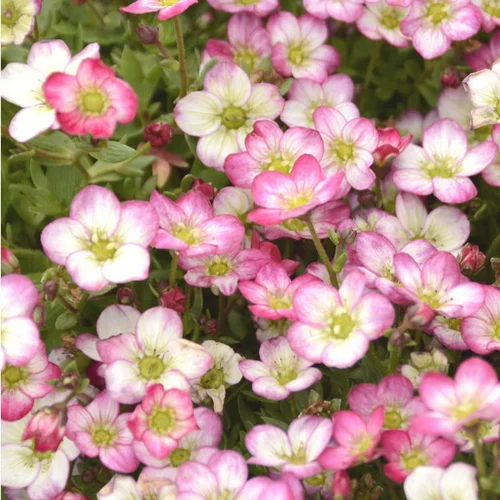 Saxifrage alpino early picotee rose en pot de 2 L