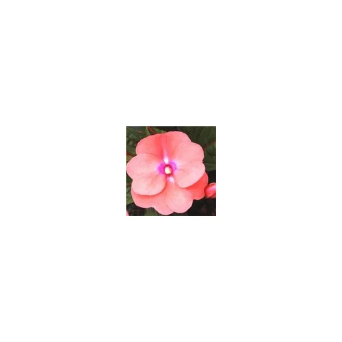 Impatiens - La cagette de 14 plants