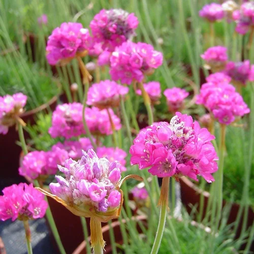 Armeria Maritima. Le pot de 10,5 cm