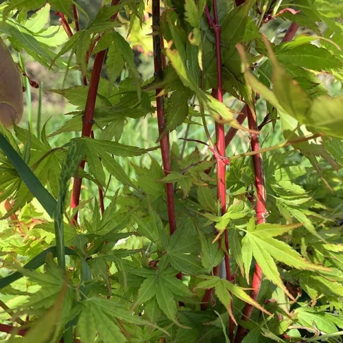 Érable du Japon Sangokaku Senkaki vert. Le pot de 35 litres, 150/175 cm