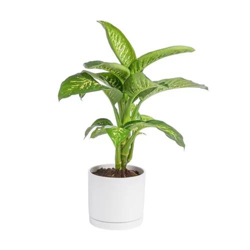 Dieffenbachia Tropic vert en pot blanc émaillé botanic®. Le pot Ø 30 cm