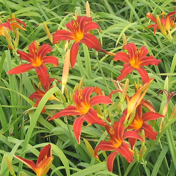 6 x Lis d'un jour 'Crimson Pirate' – Hemerocallis 'Crimson Pirate', godet 9cm x 9cm