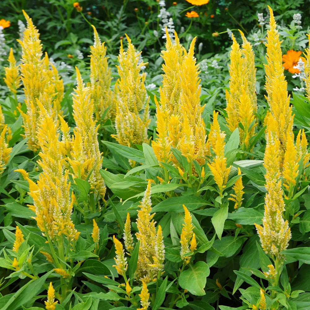 Celosie jaune Celosia argentea