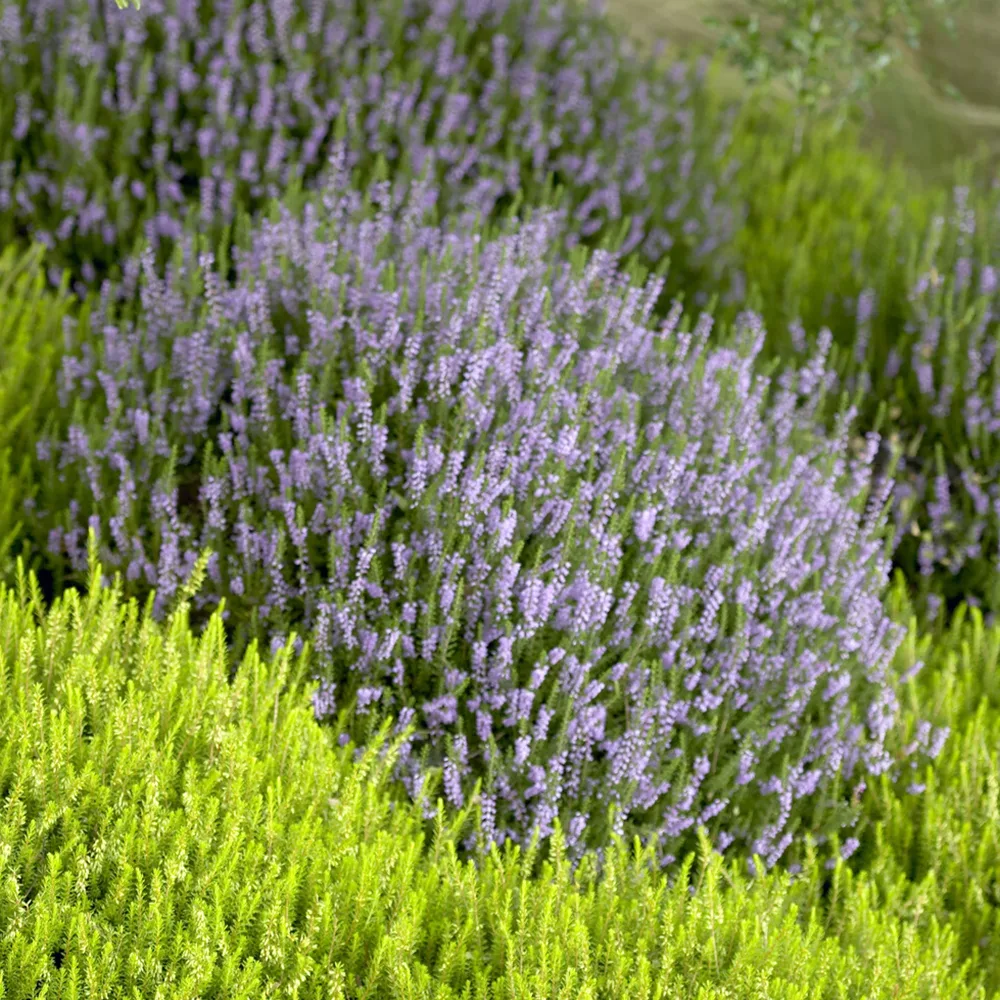 Bruyère d'été Spring Torch Calluna vulgaris Spring Torch