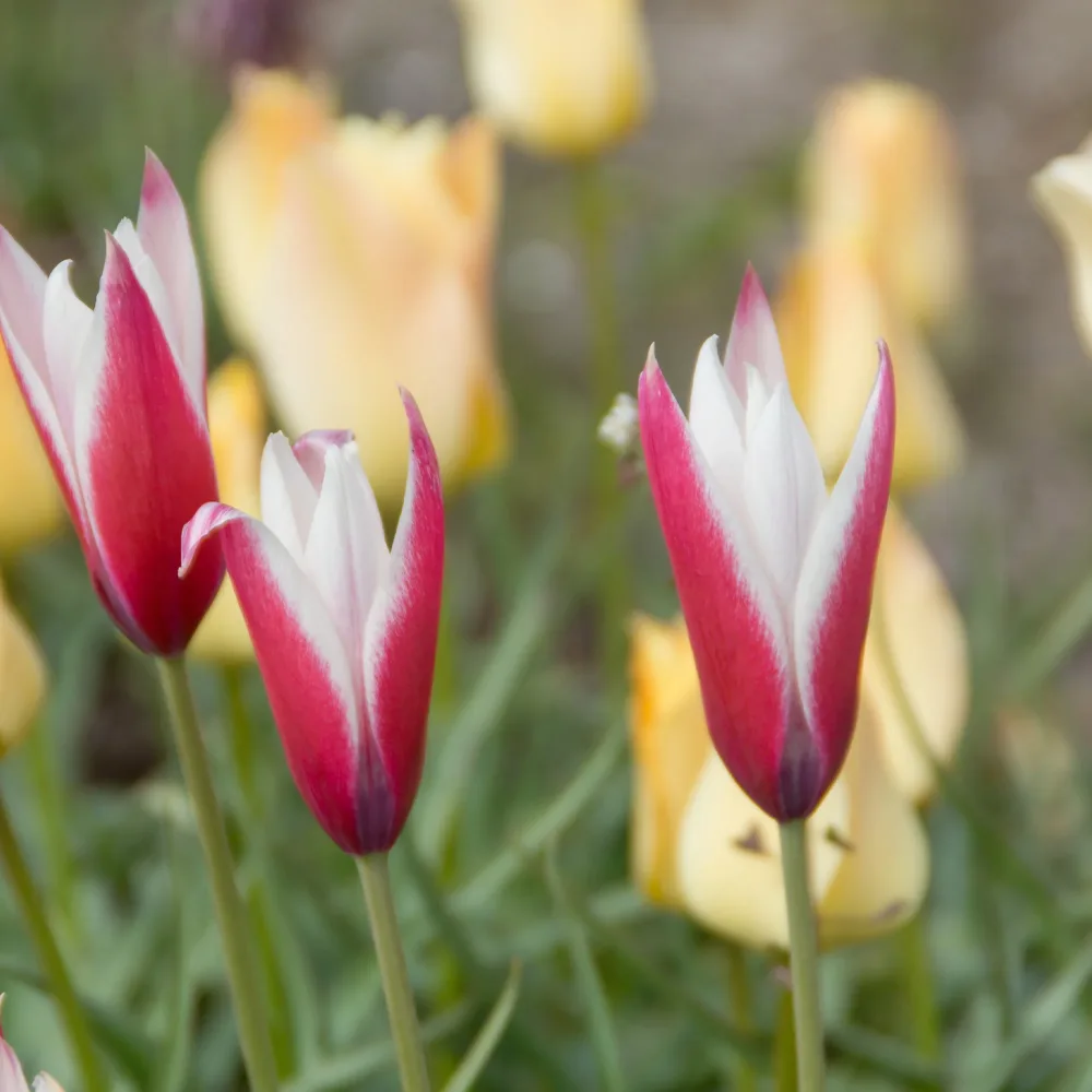 12 Tulipes Peppermint Stick Tulipa peppermint stick