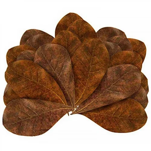 Feuilles de badamier taille M enrichissantes, STOFFELS - pack de 20