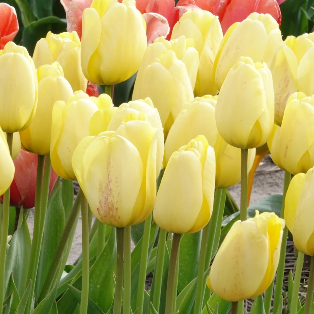 10 Tulipes Darwin Golden parade Tulipa 'golden parade'