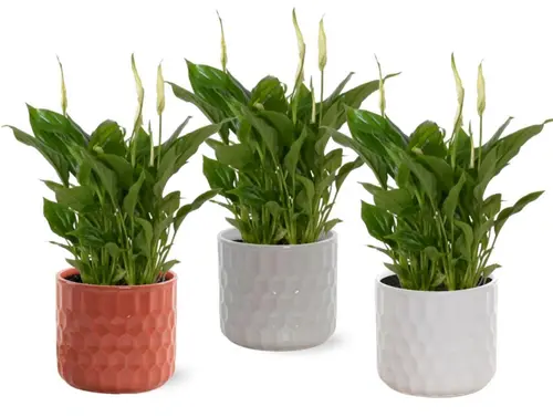 Plante fleurie Spathiphyllum - Ø 10,5 cm