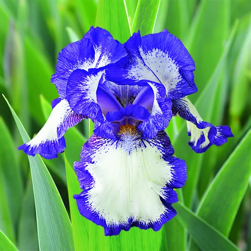 Iris des Jardins Modern Classic - Le pot de 2 litres