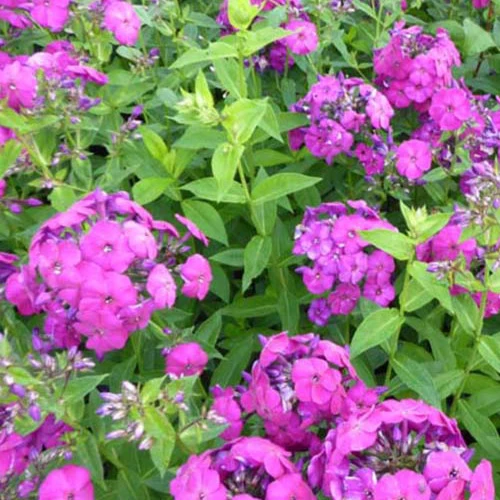 Phlox paniculé The King Phlox paniculata The King