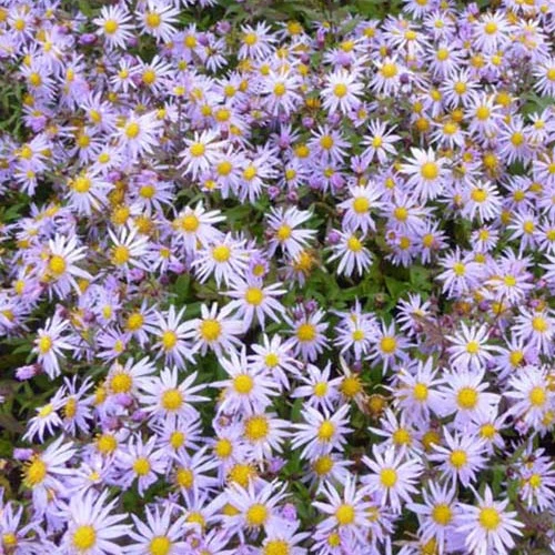Marguerite d'automne Eleven Purple Aster eleven purple