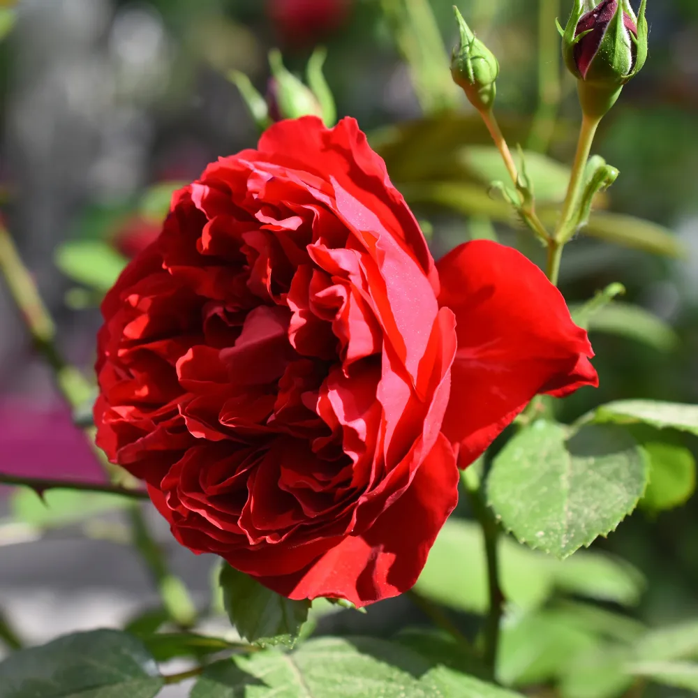 Rosier grimpant Florentina ® Rosa Florentina ®