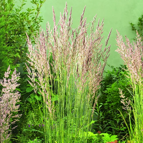 Calamagrostide Karl Foerster vert botanic®. Le pot de 3,5 litres