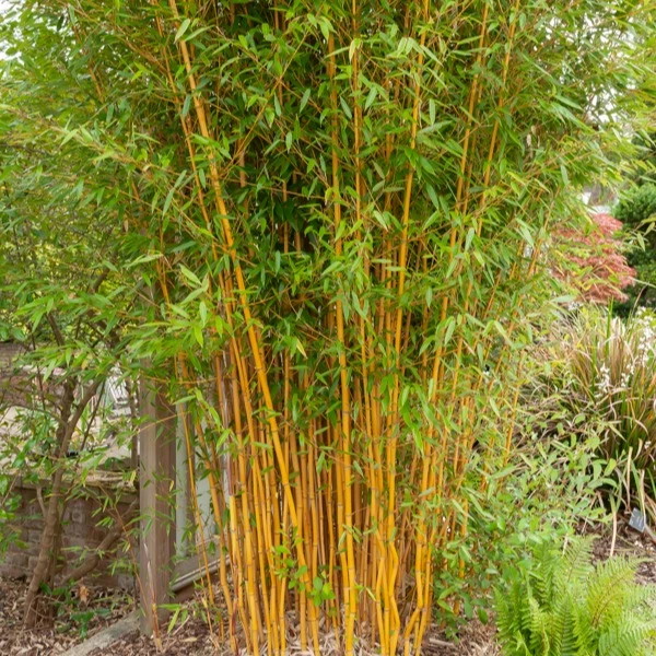 Bambou traçant jaune Phyllostachys aureosulcata aureocaulis