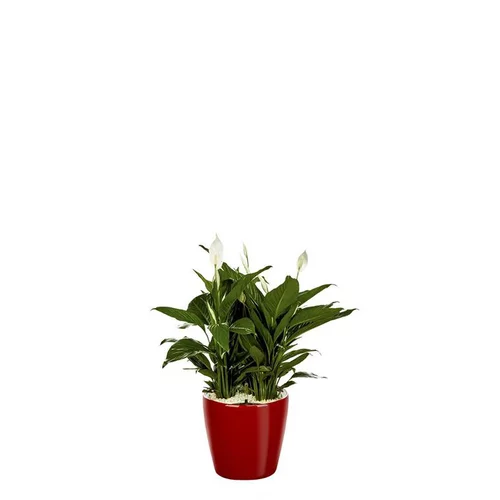 Spathiphyllum et son pot Classico premium Ø 35 rouge