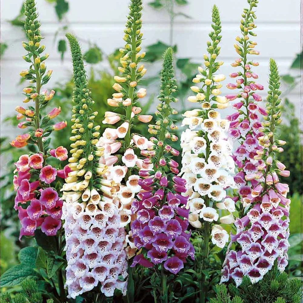 3 Digitales en mélange Digitalis purpurea