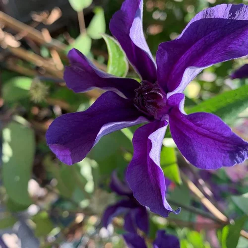 CLEMATITE SAPHYRA® INDIGO. Le pot de 3 litres