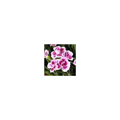 Dianthus Pink Kisses - Le pot de 2 litres