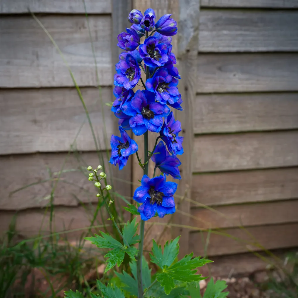 Delphinium géant Black Knight Delphinium pacific black knight