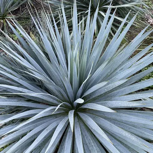 Yucca rostrata French Flag®. Le pot de 3,5 litres, forme globe