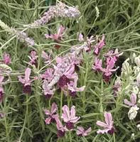 Lavandula Ang.Lavander Lady - Le pot de 1 litre