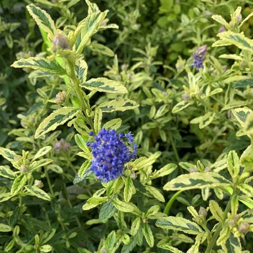 Ceanothe Thyrsiflorus El Dorado. Le pot de 4 litres