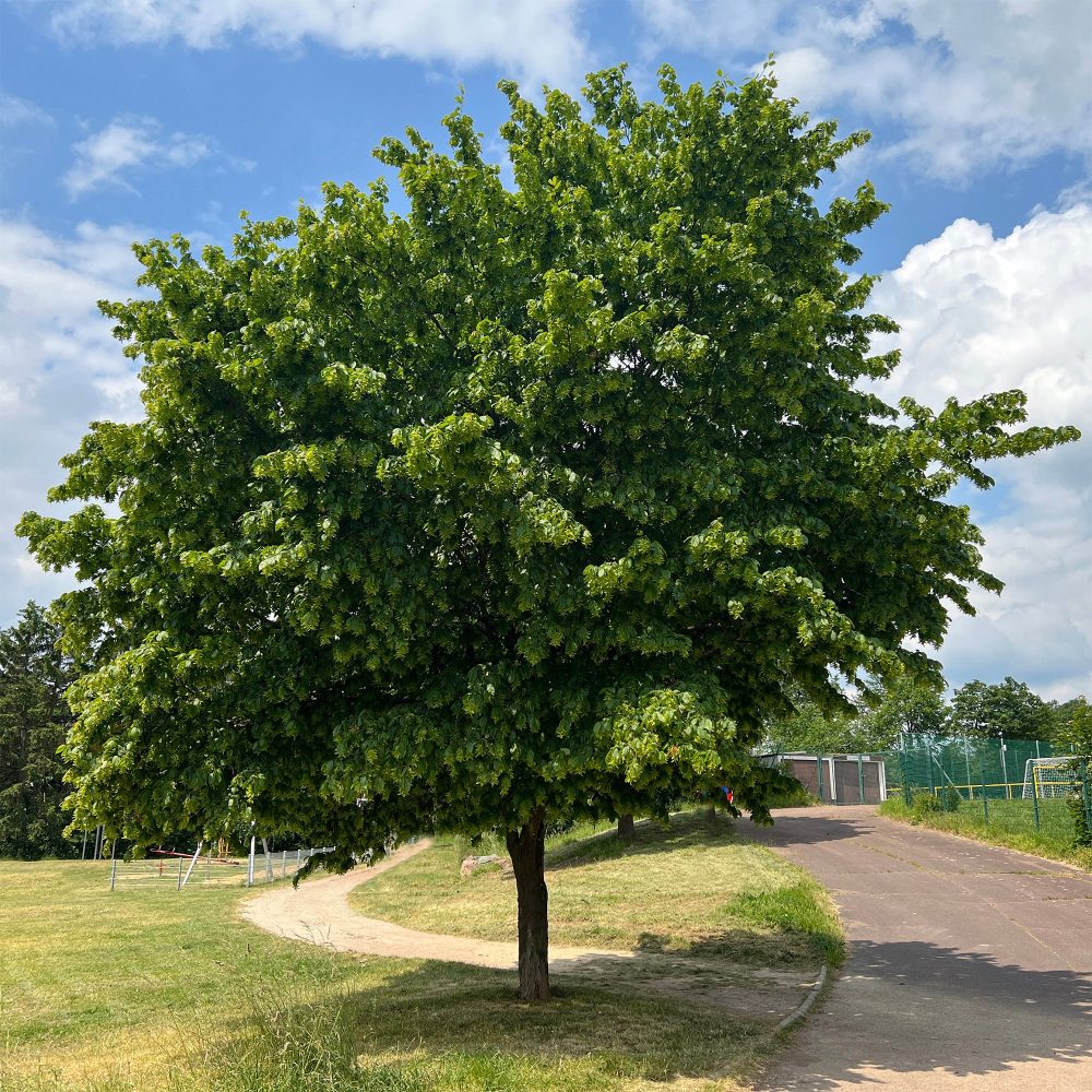 Charme Carpinus betulus