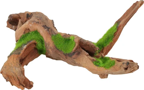 Racine avec graines de plantes aquatiques « ki pousse » M