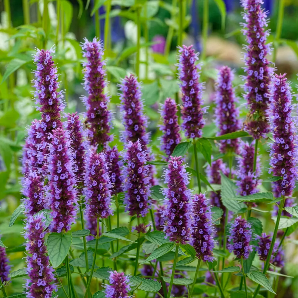 Agastache Beelicious Purple Agastache Agapd Beelicious® Purple