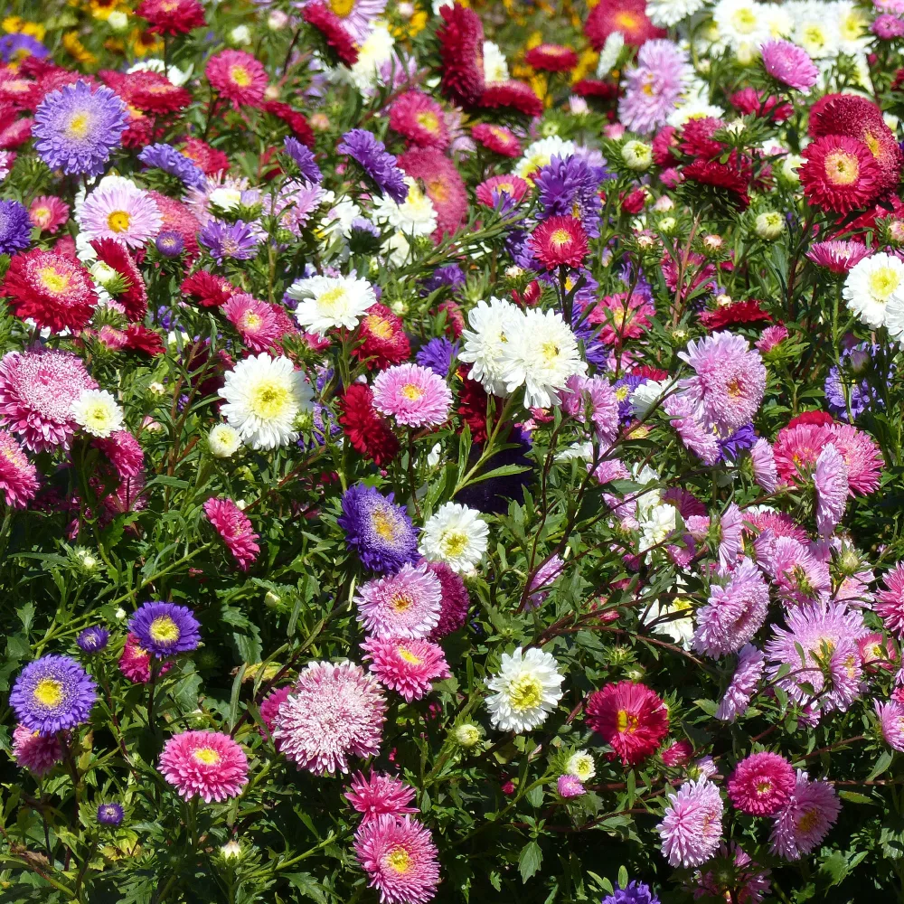 Reine-marguerite Super Princesse en mélange Callistephus chinensis