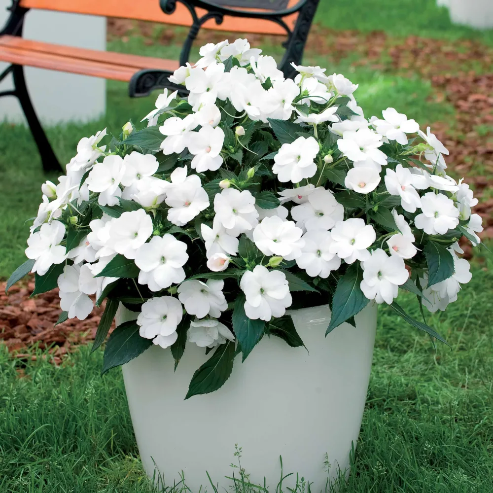 3 Sunpatiens blanc Sunpatiens