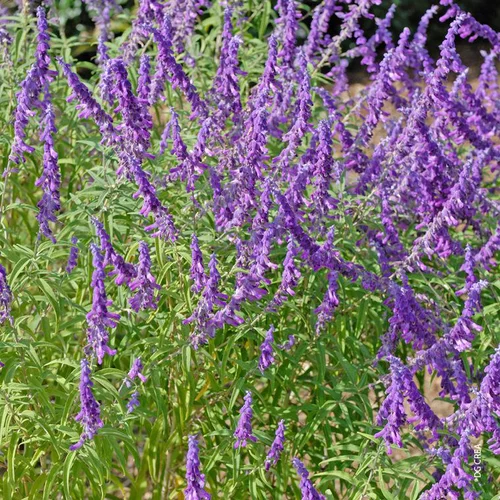 Salvia Leucantha - Le pot de 2,5 litres