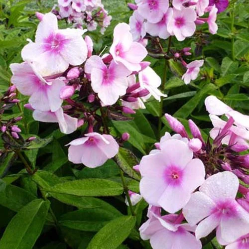 3 Phlox paniculé Bright Eyes Phlox paniculata bright eyes