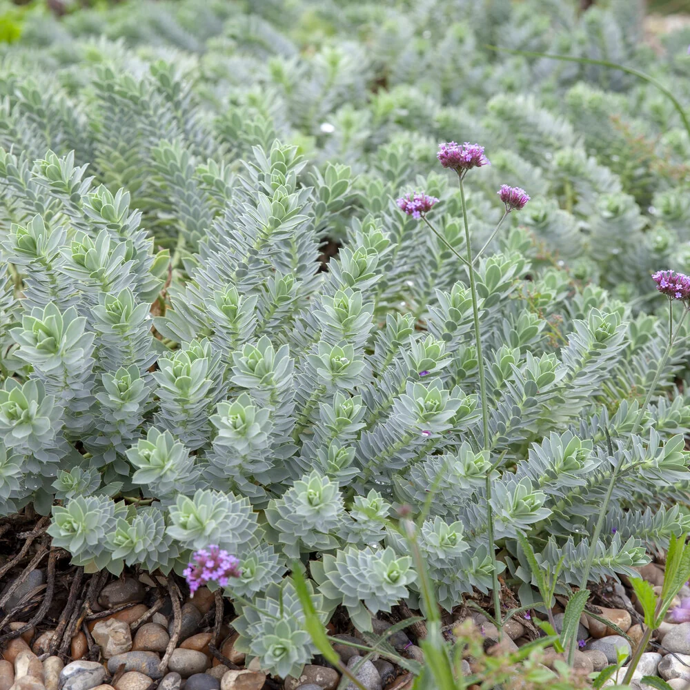 Euphorbe de Corse Euphorbia myrsinites