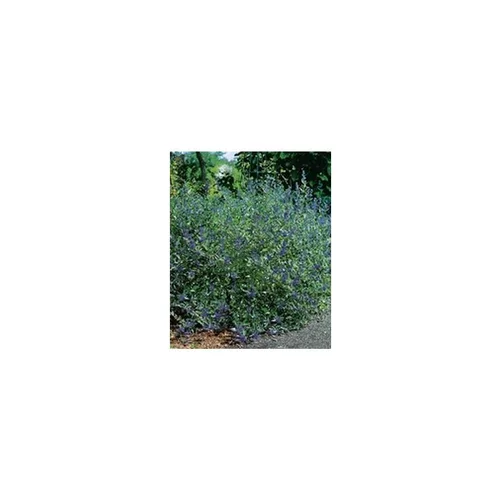 Caryopteris Clandonensis Grand Bleu – Pot de 5L